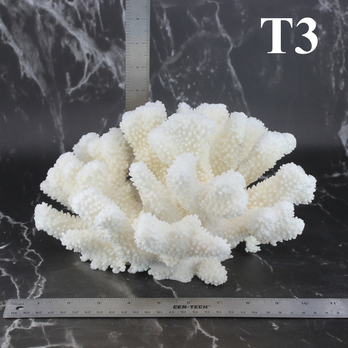 Cauliflower Coral 10-12"