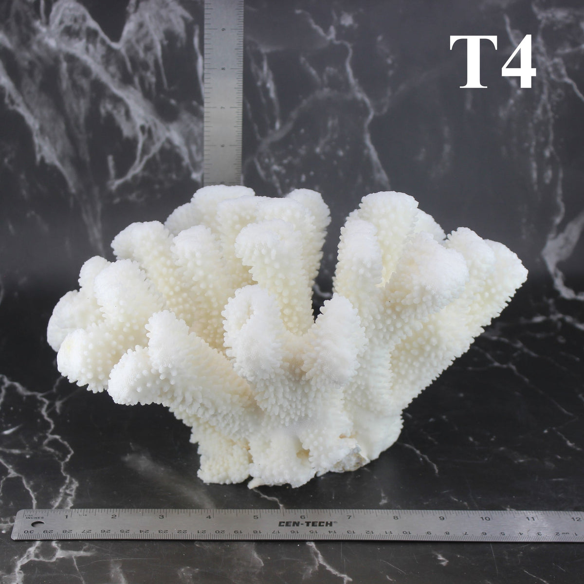 Cauliflower Coral 10-12"