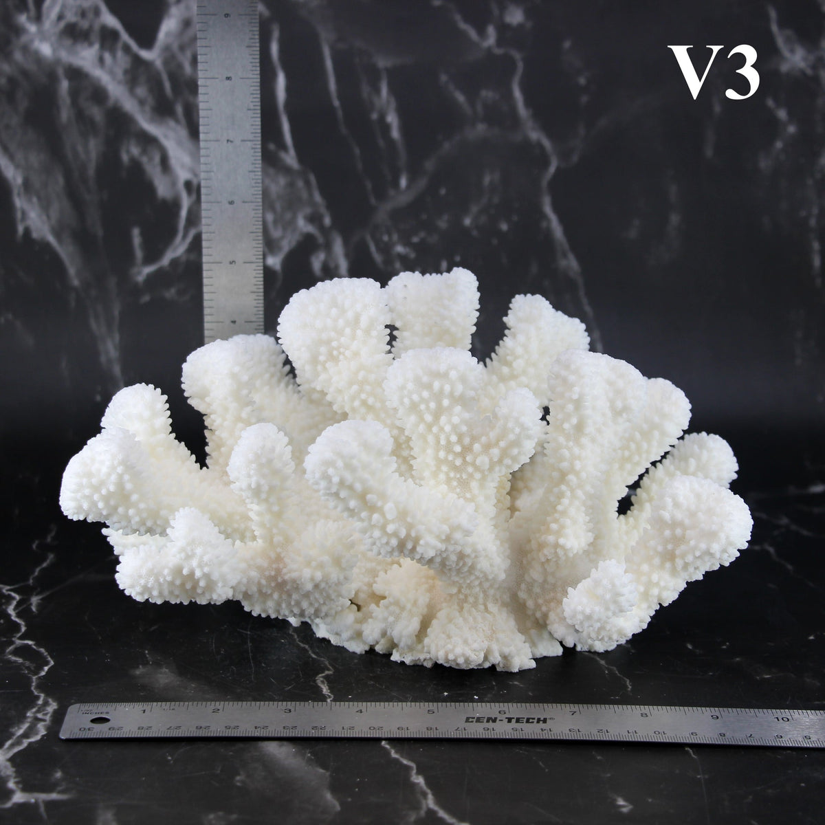Cauliflower Coral 10-12"