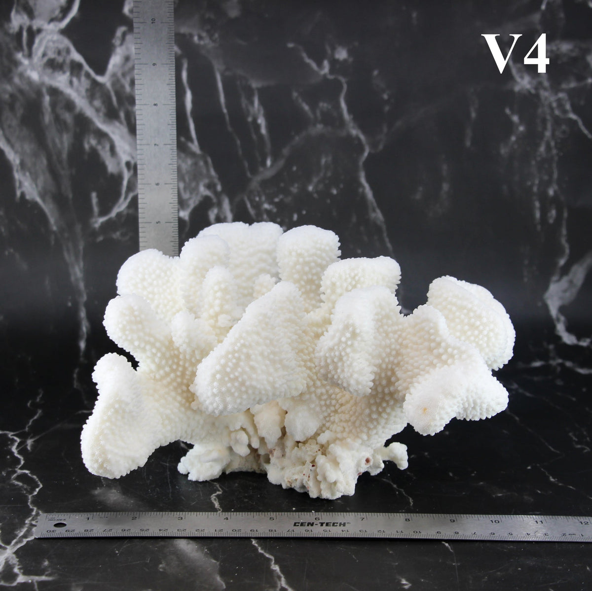 Cauliflower Coral 10-12"