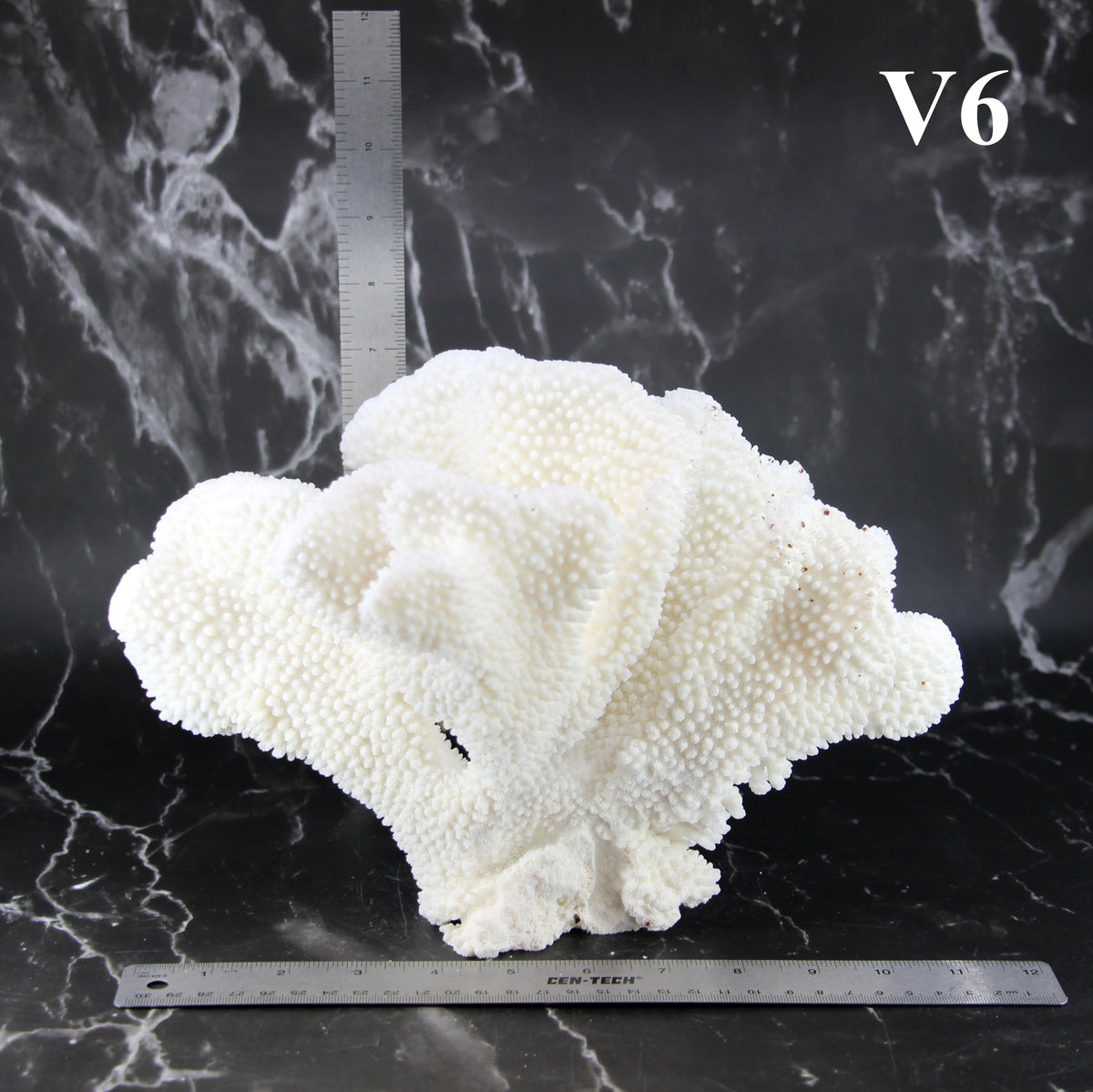 Cauliflower Coral 10-12"