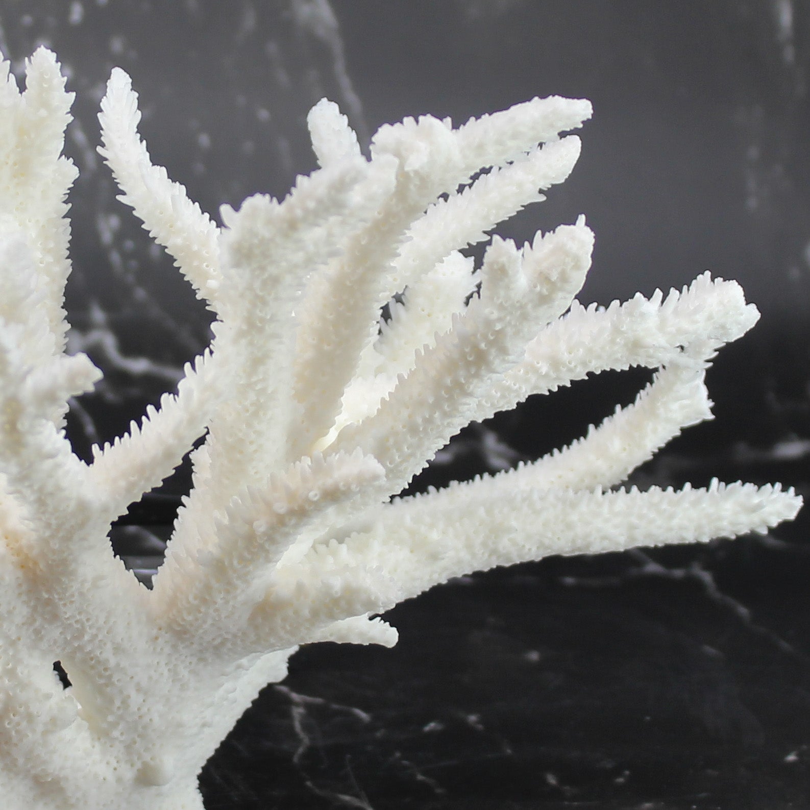 Staghorn Coral 10-12"