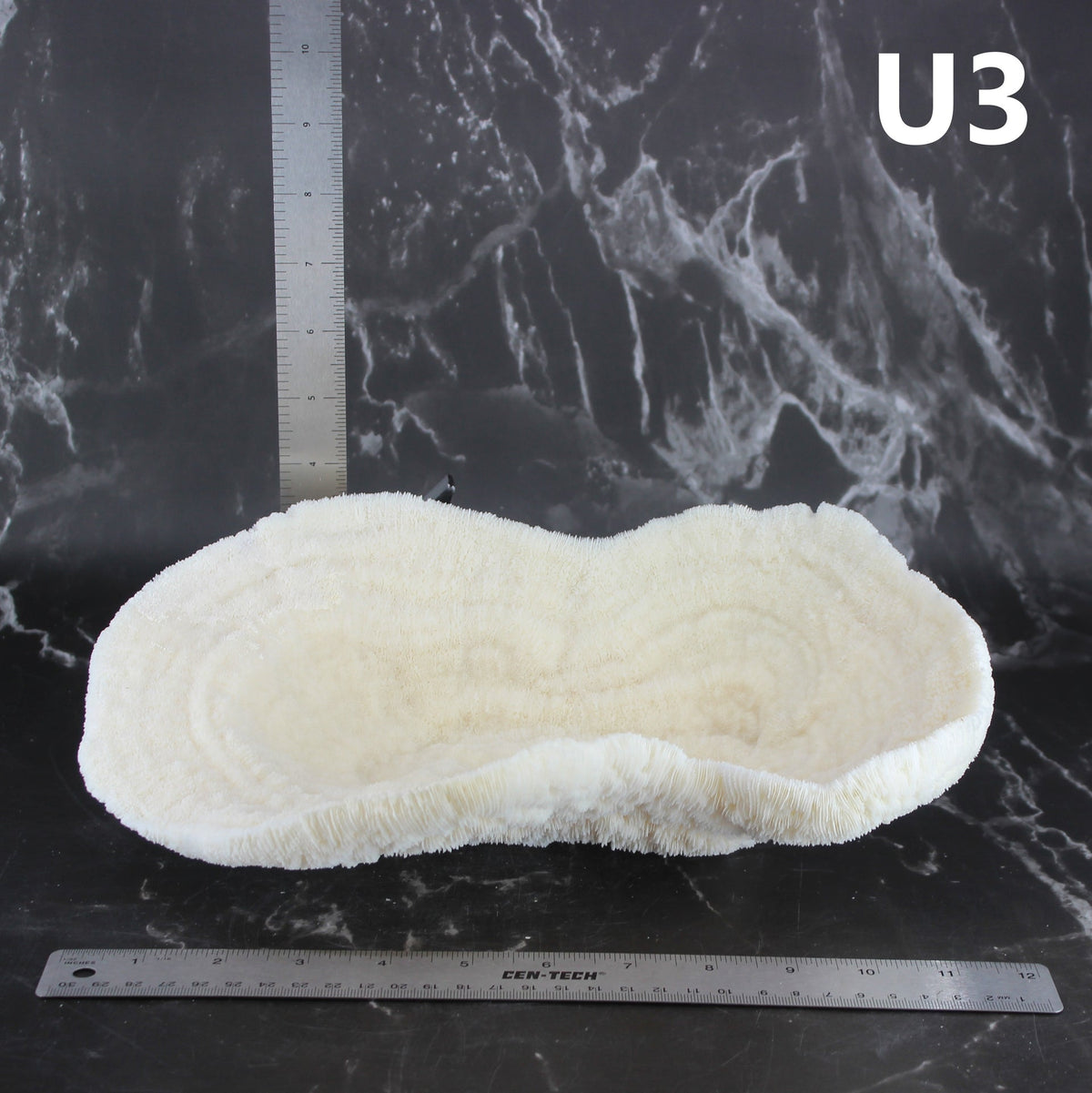 Coral Bowl 10-12"