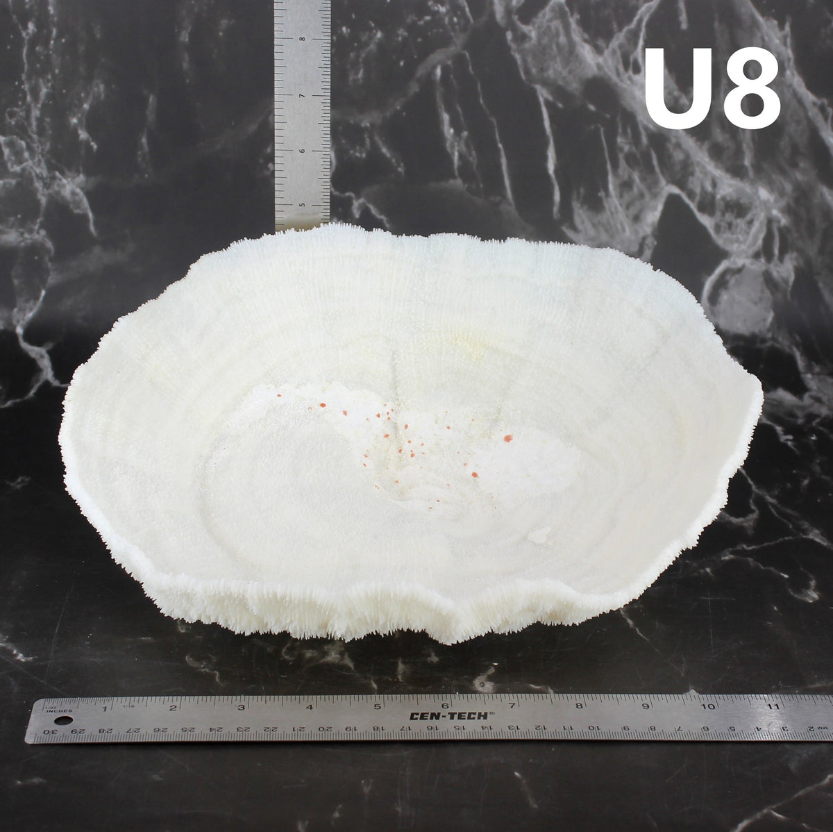 Coral Bowl 10-12"