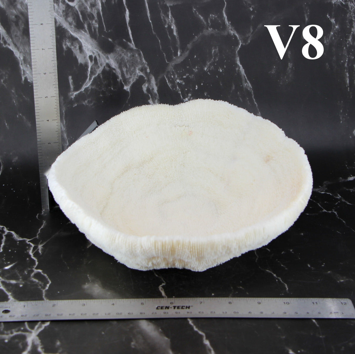 Coral Bowl 10-12"