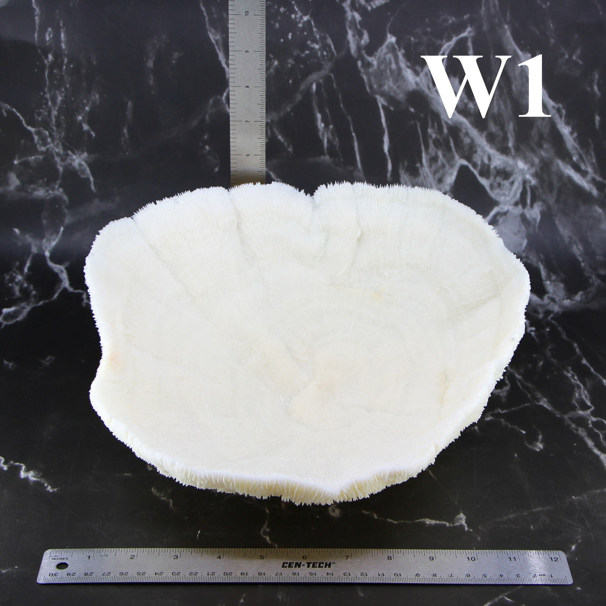 Coral Bowl 10-12"
