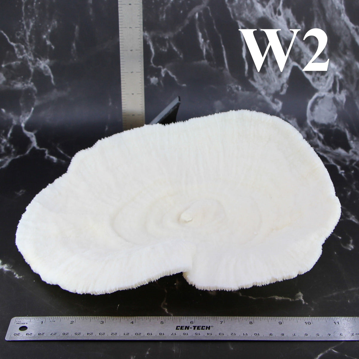 Coral Bowl 10-12"