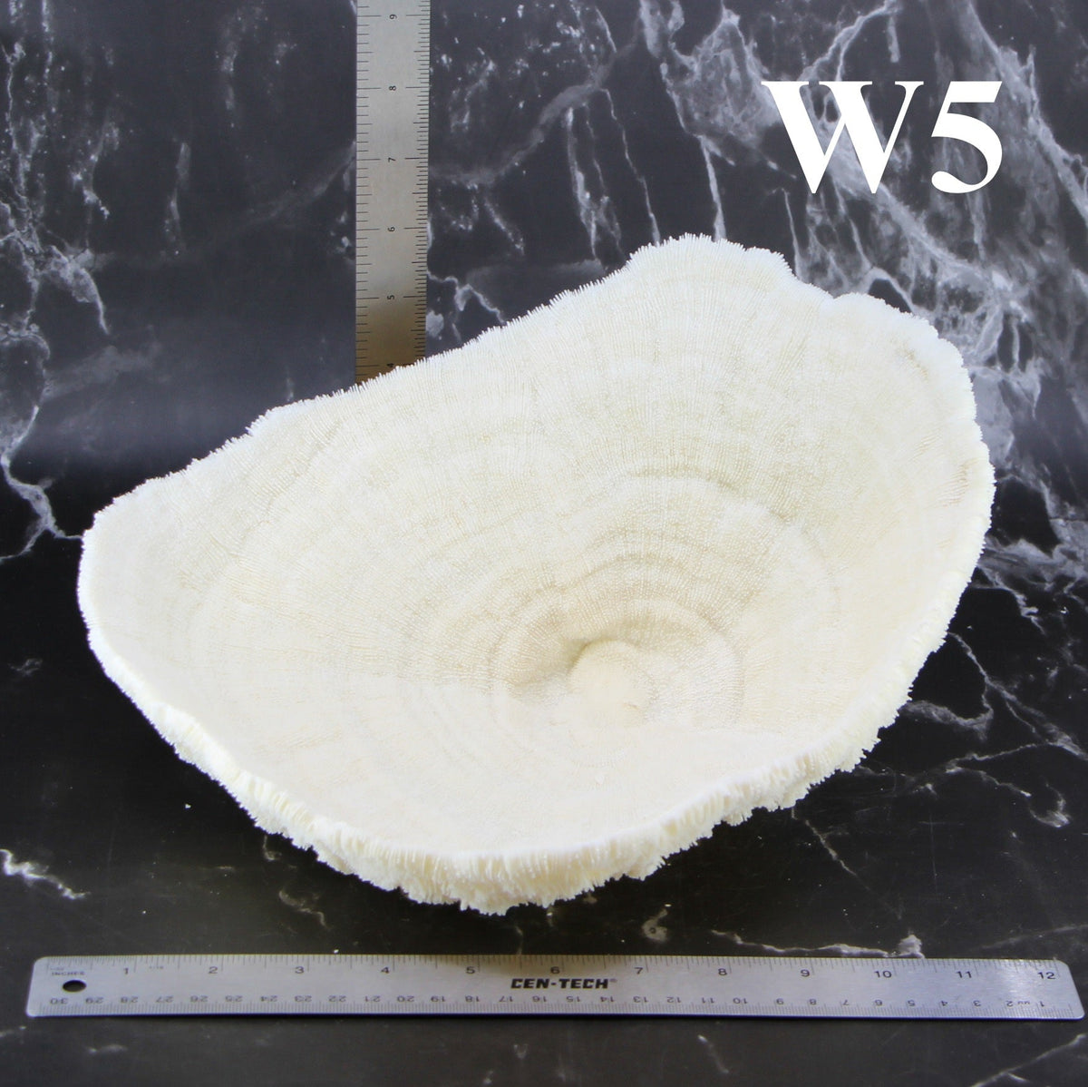 Coral Bowl 10-12"