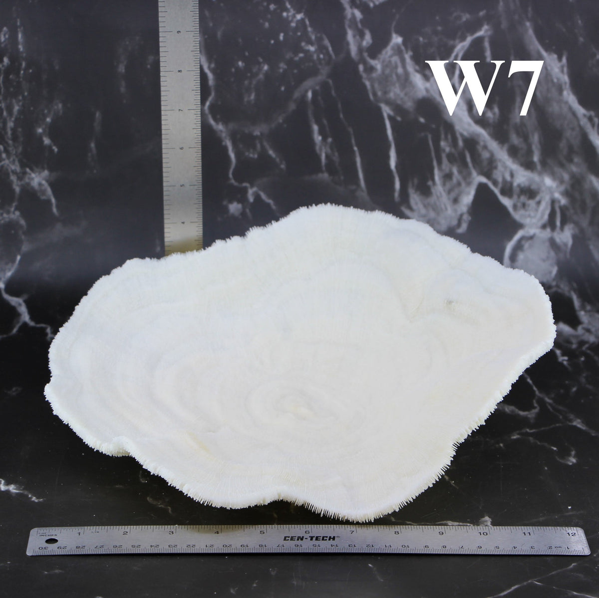 Coral Bowl 10-12"