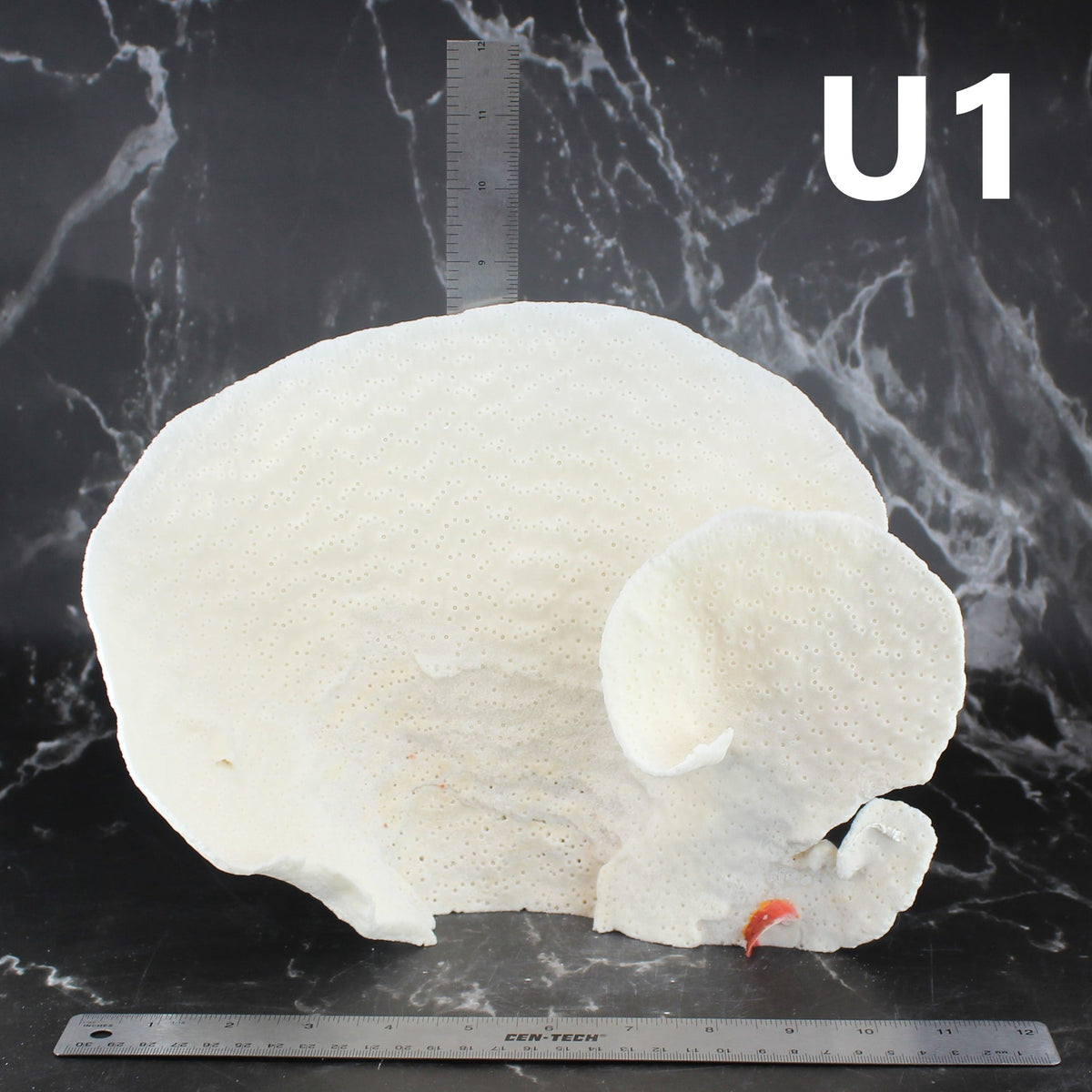 Cup Coral 10-12"