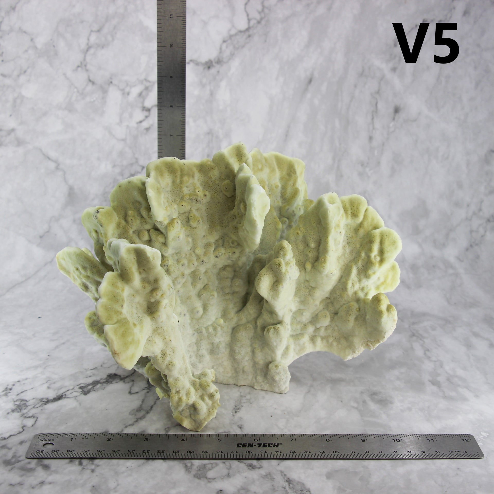 Losa de fuego Coral 10-12"