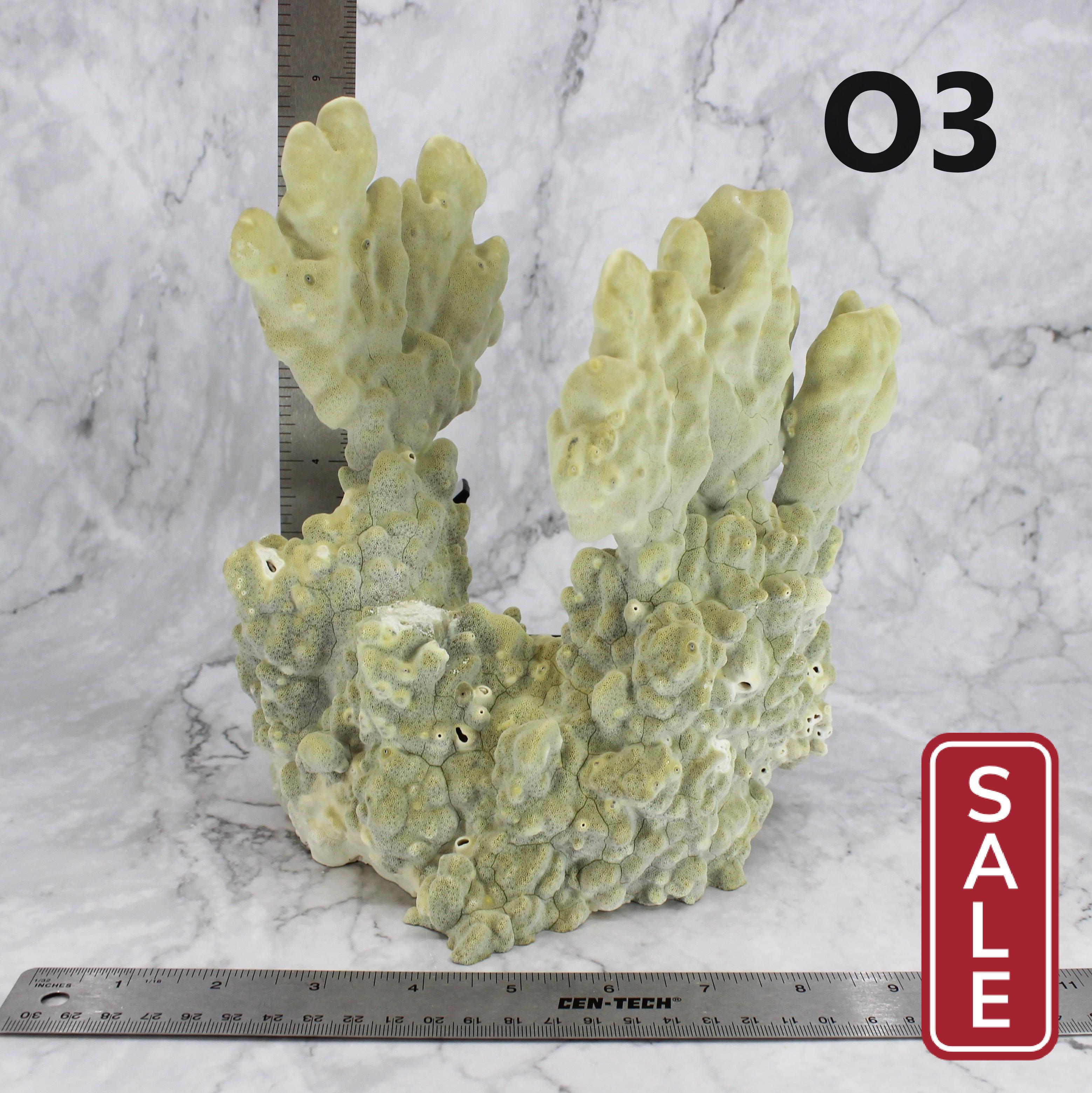 Fire Slab Coral 10-12"