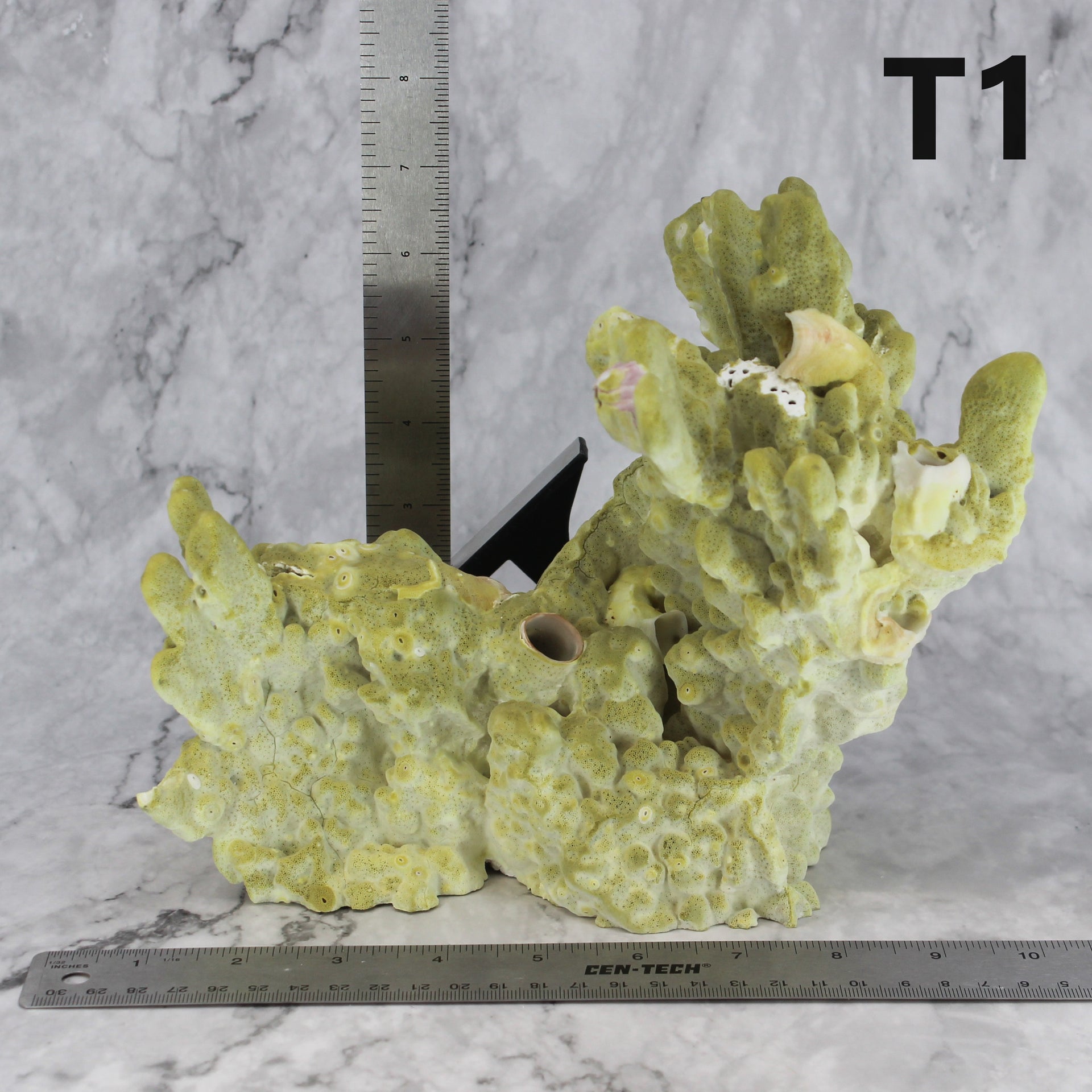 Fire Slab Coral 10-12"