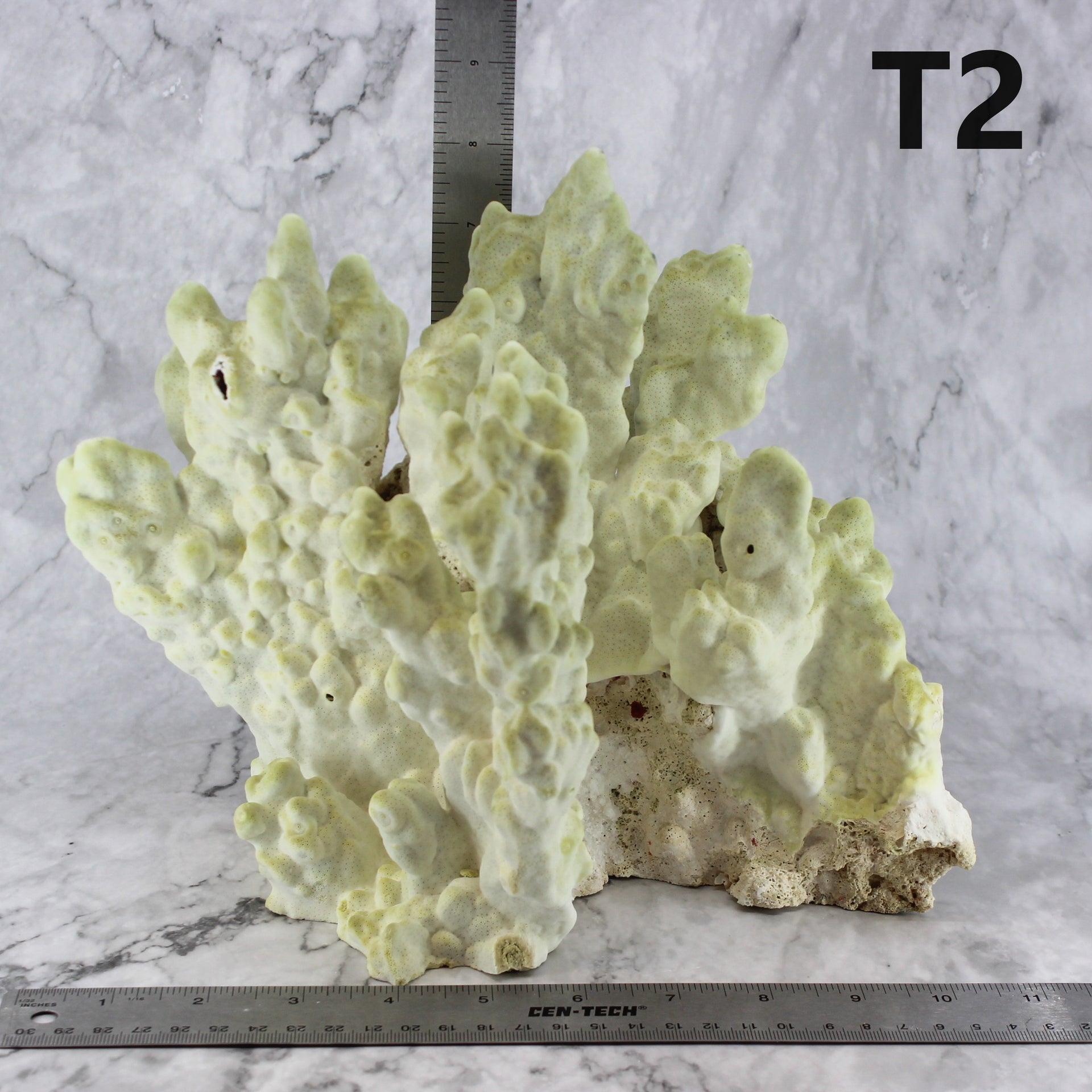 Fire Slab Coral 10-12"