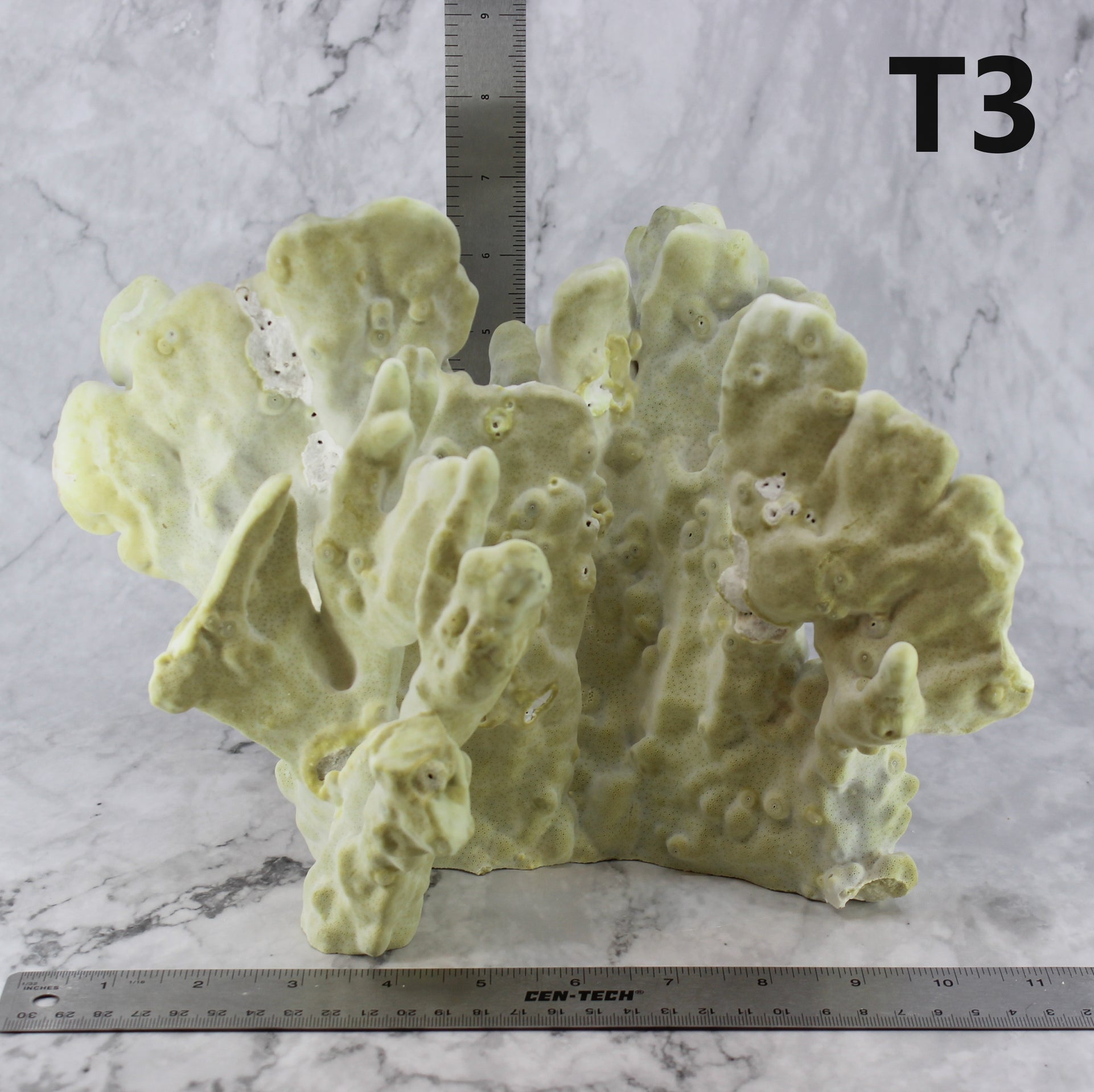 Fire Slab Coral 10-12"