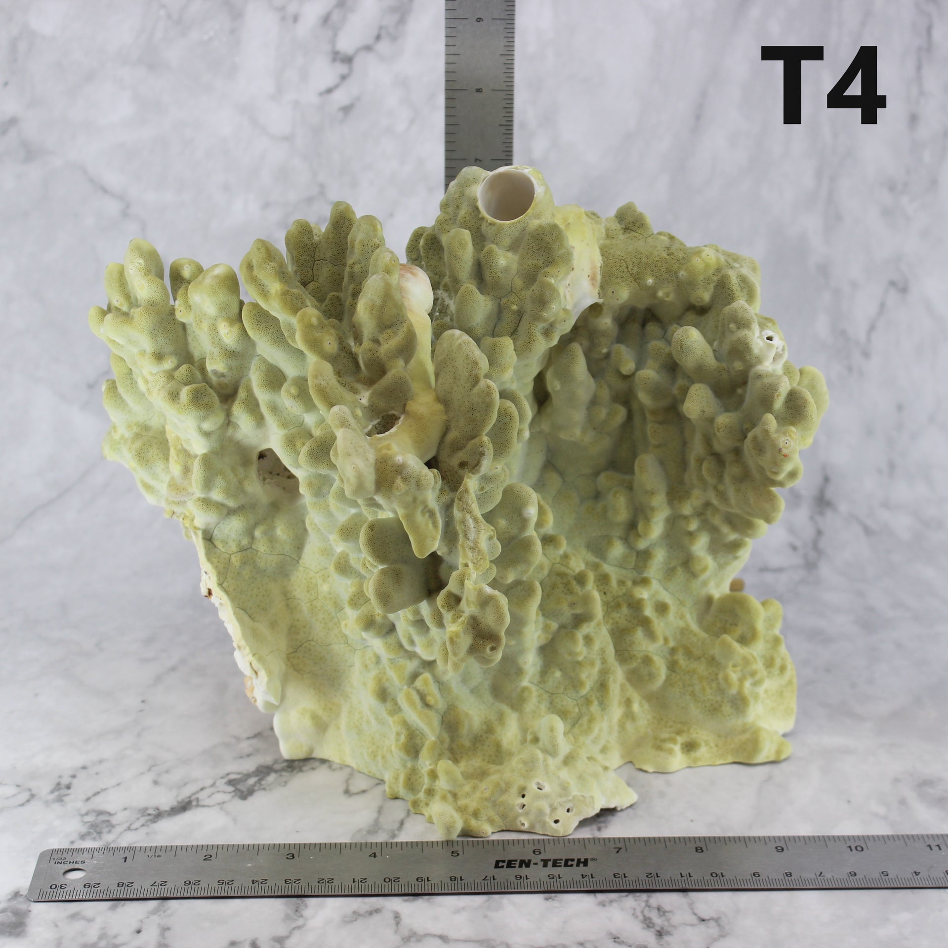 Fire Slab Coral 10-12"