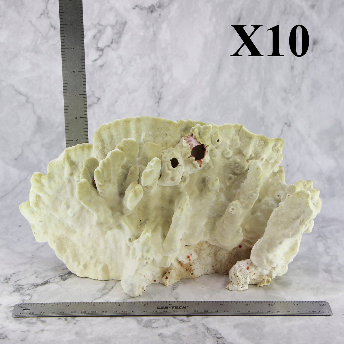 Fire Slab Coral 10-12"
