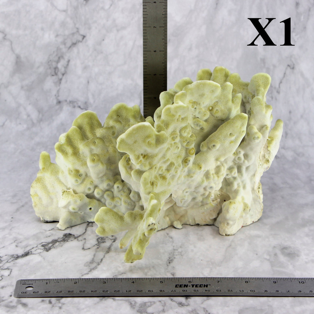 Fire Slab Coral 10-12"