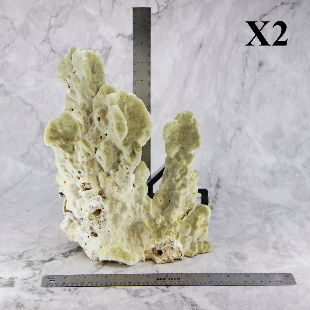 Fire Slab Coral 10-12"