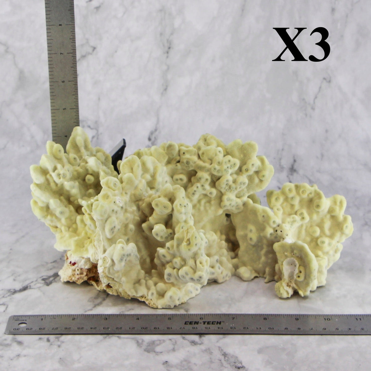 Fire Slab Coral 10-12"