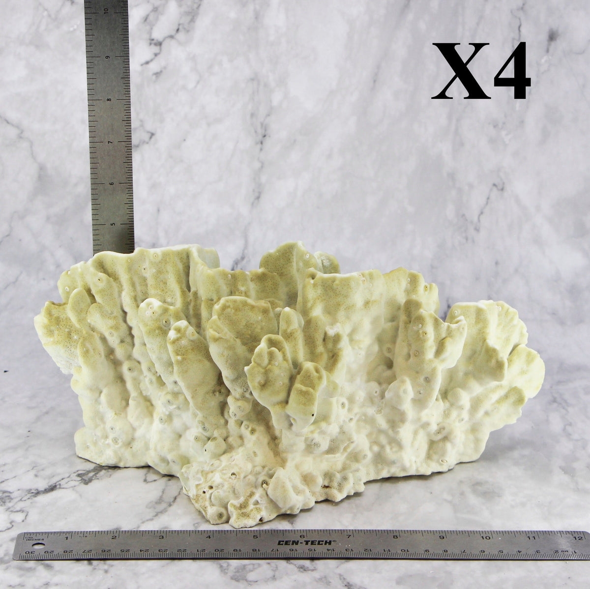 Fire Slab Coral 10-12"