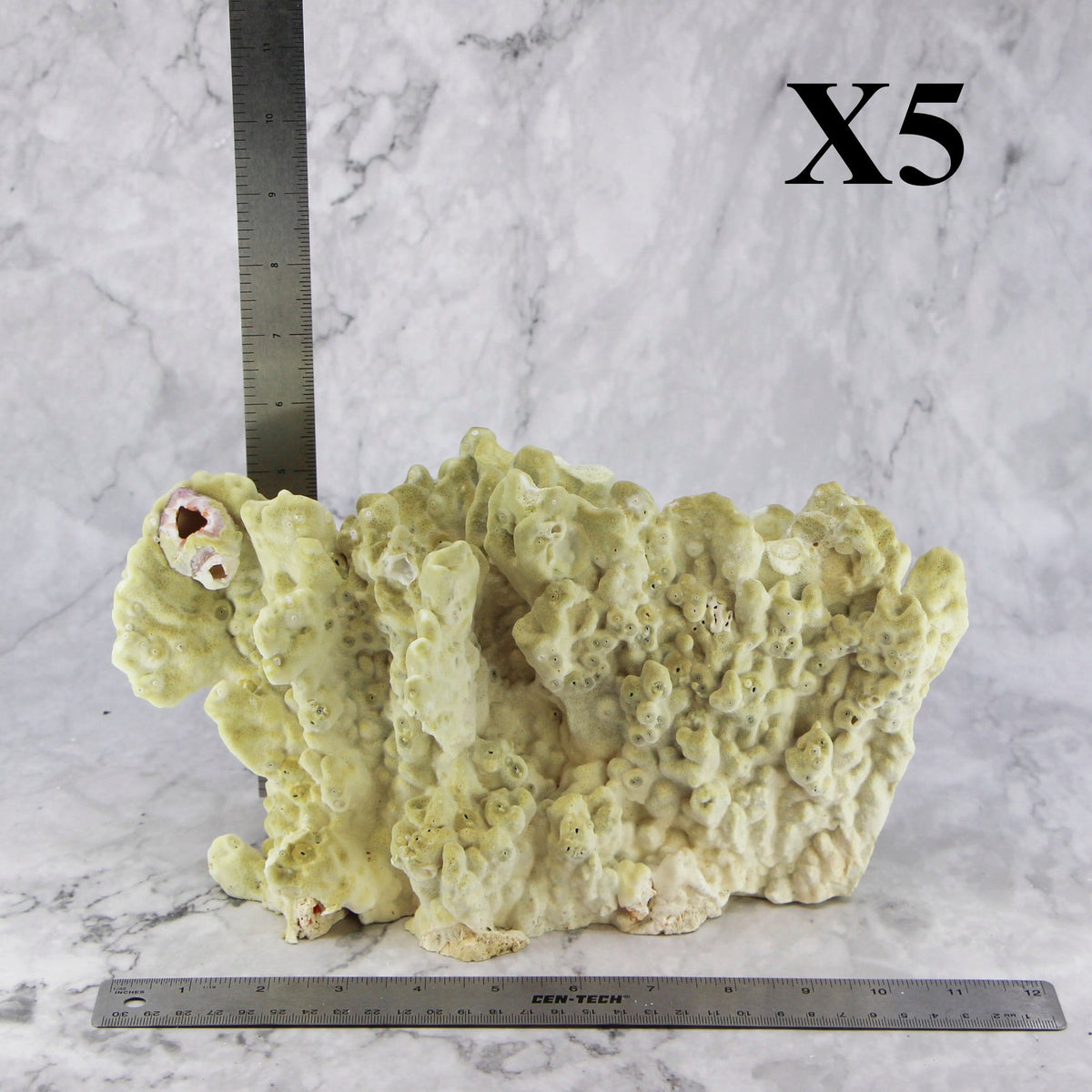 Fire Slab Coral 10-12"