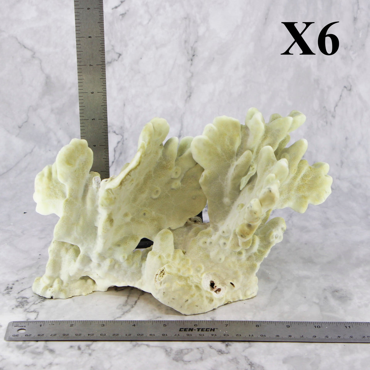Fire Slab Coral 10-12"