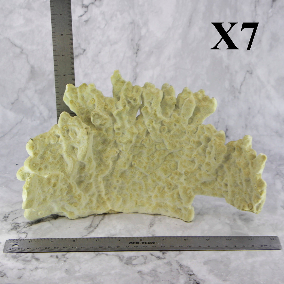 Fire Slab Coral 10-12"