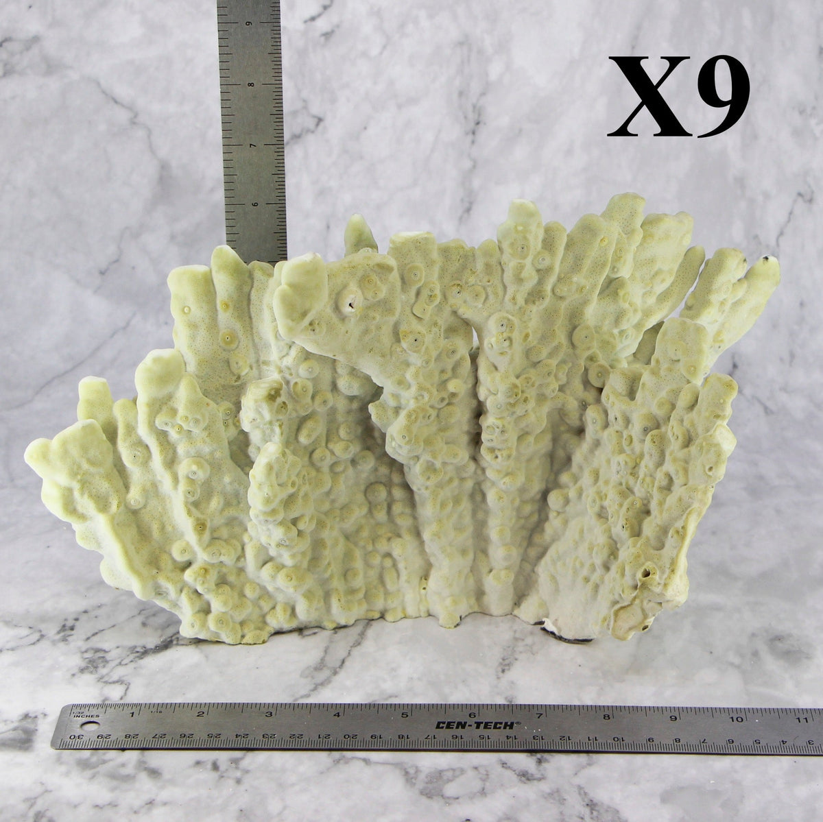 Fire Slab Coral 10-12"