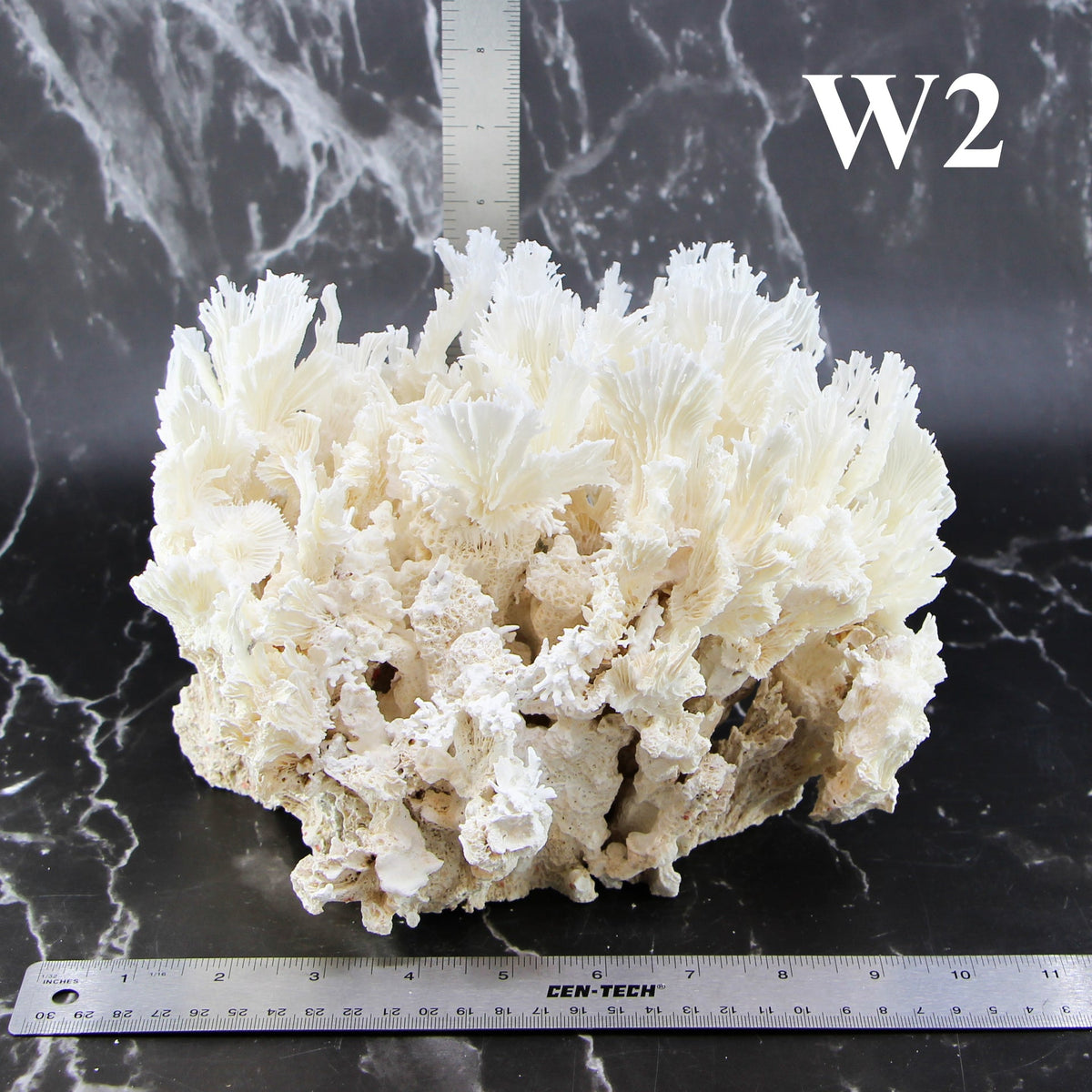 Lettuce Coral 10-12"