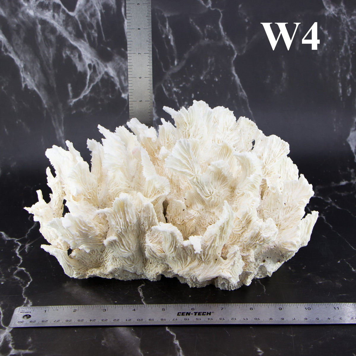 Lettuce Coral 10-12"