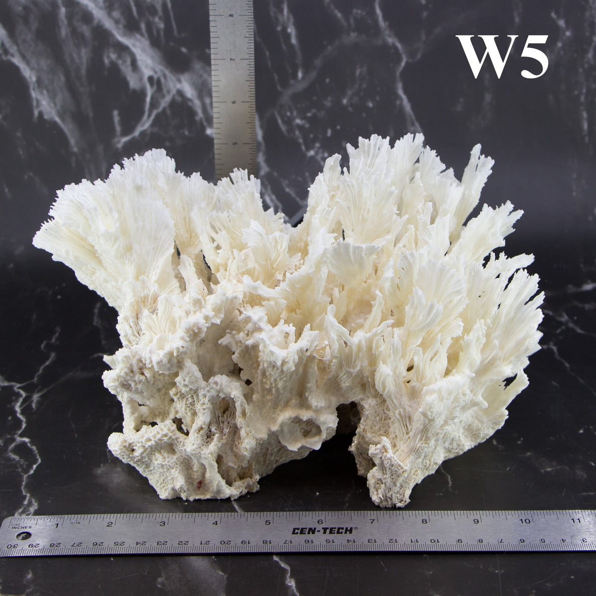Lettuce Coral 10-12"