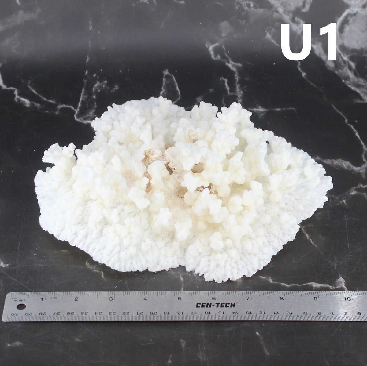 Merulina Coral 10-12"