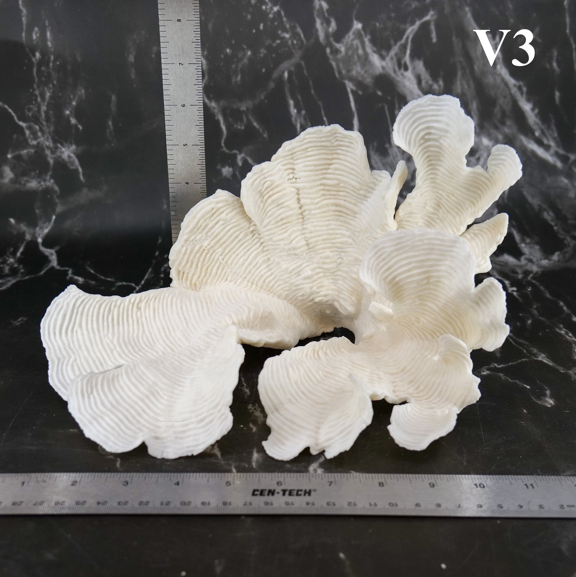 Rugosa Coral 10-12"