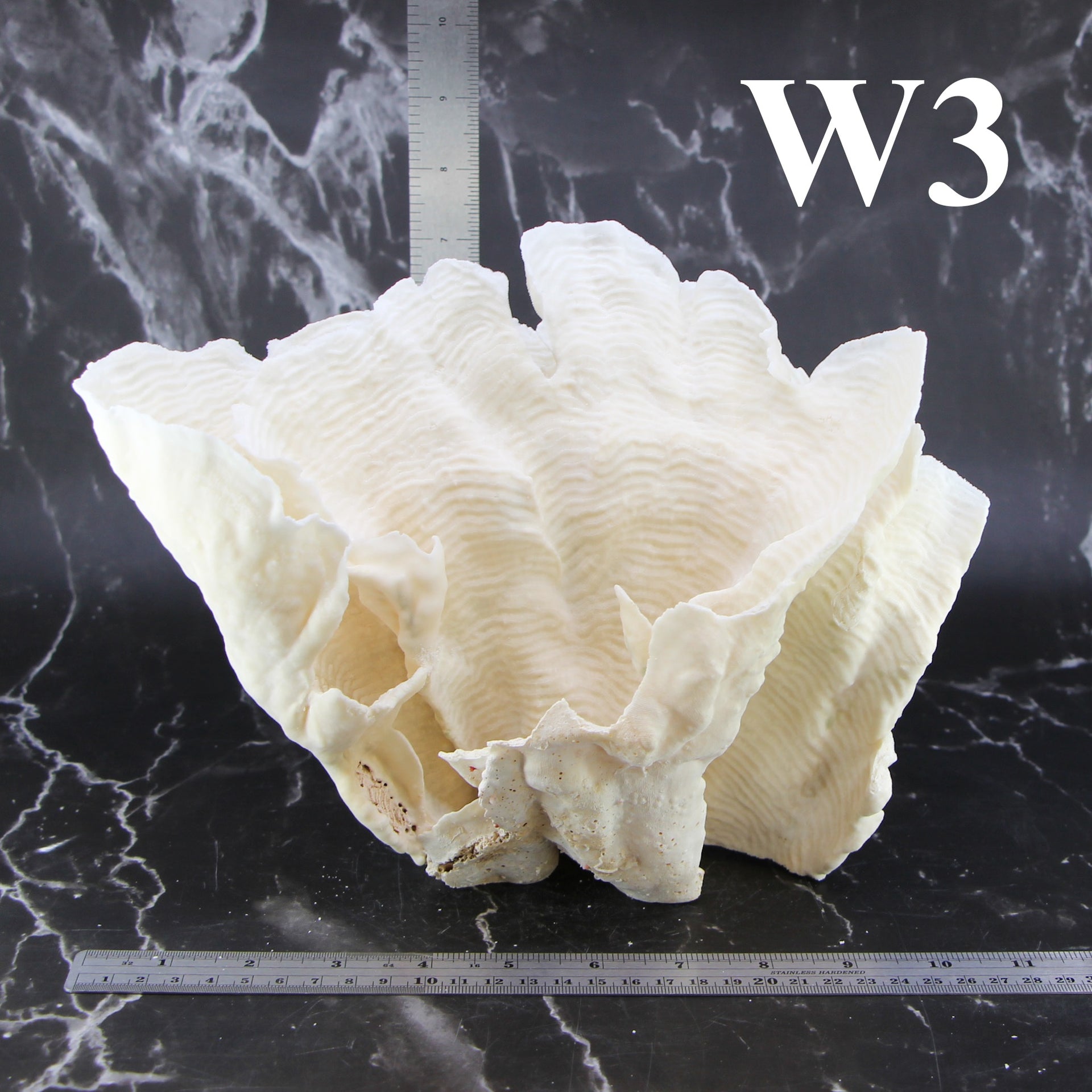Rugosa Coral 10-12"