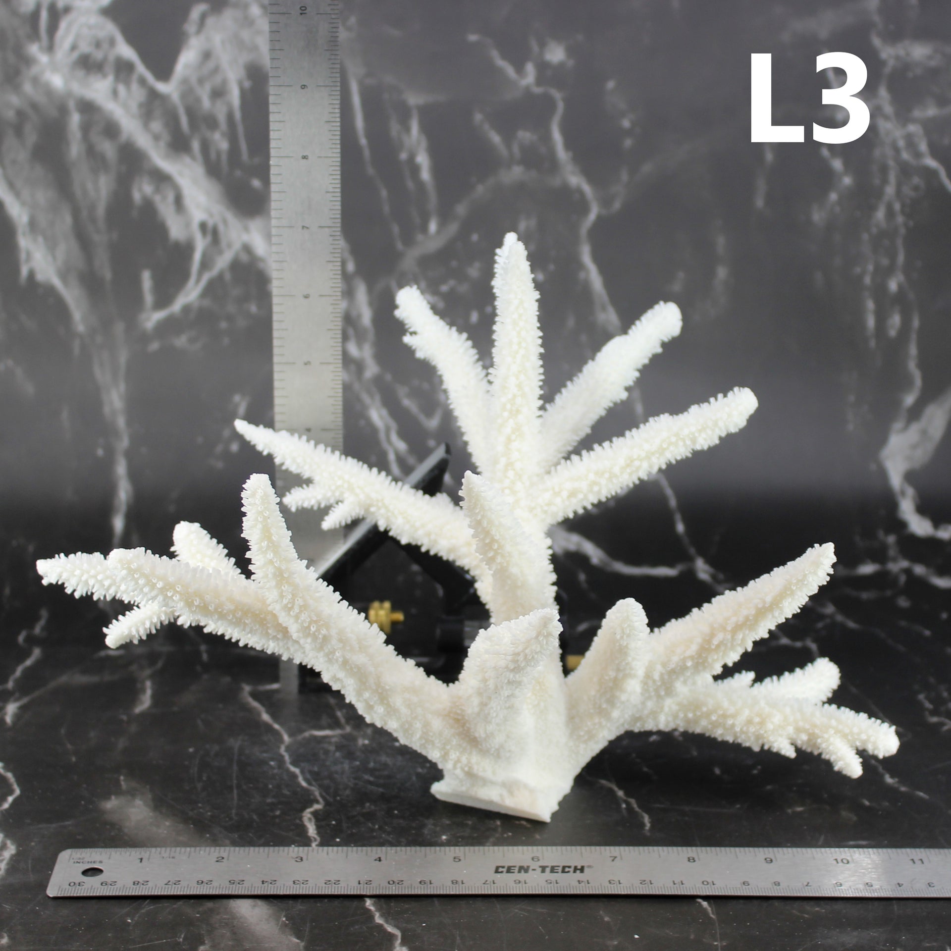 Staghorn Coral 10-12"