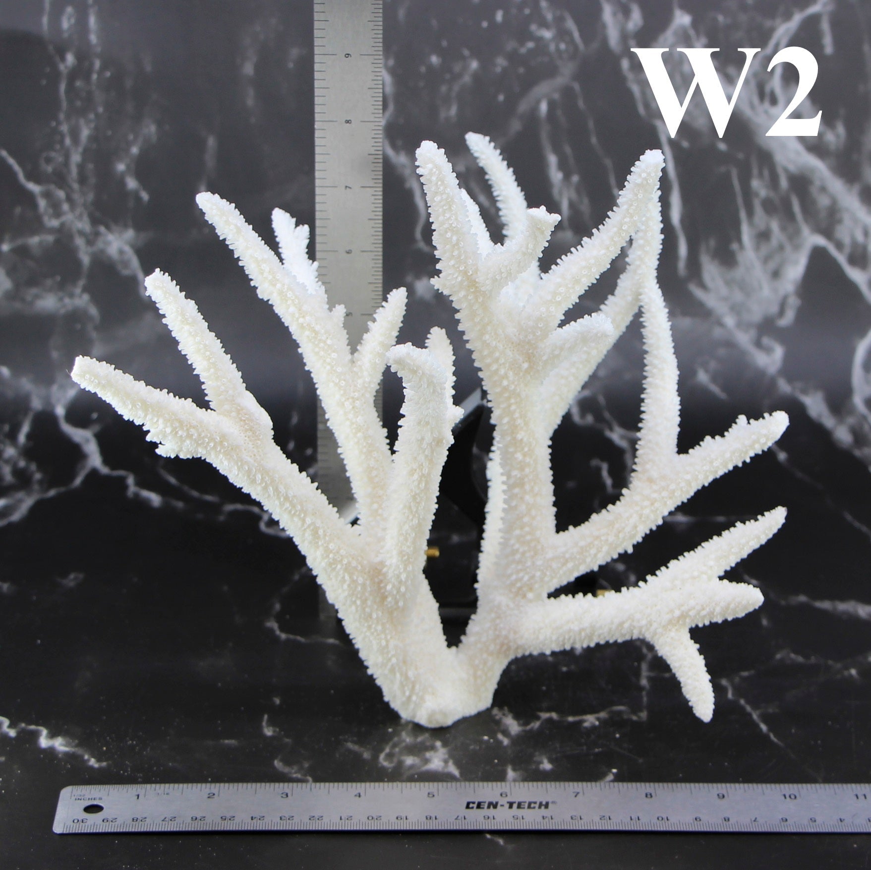 Staghorn Coral 10-12"
