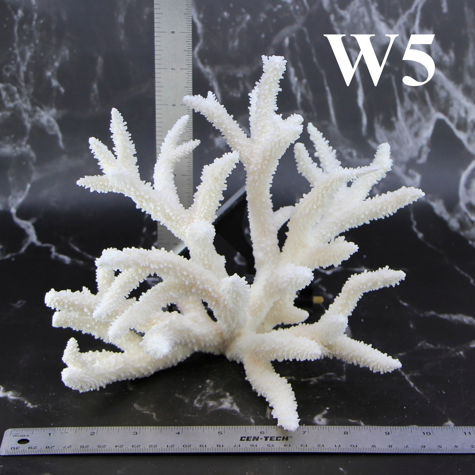 Staghorn Coral 10-12"