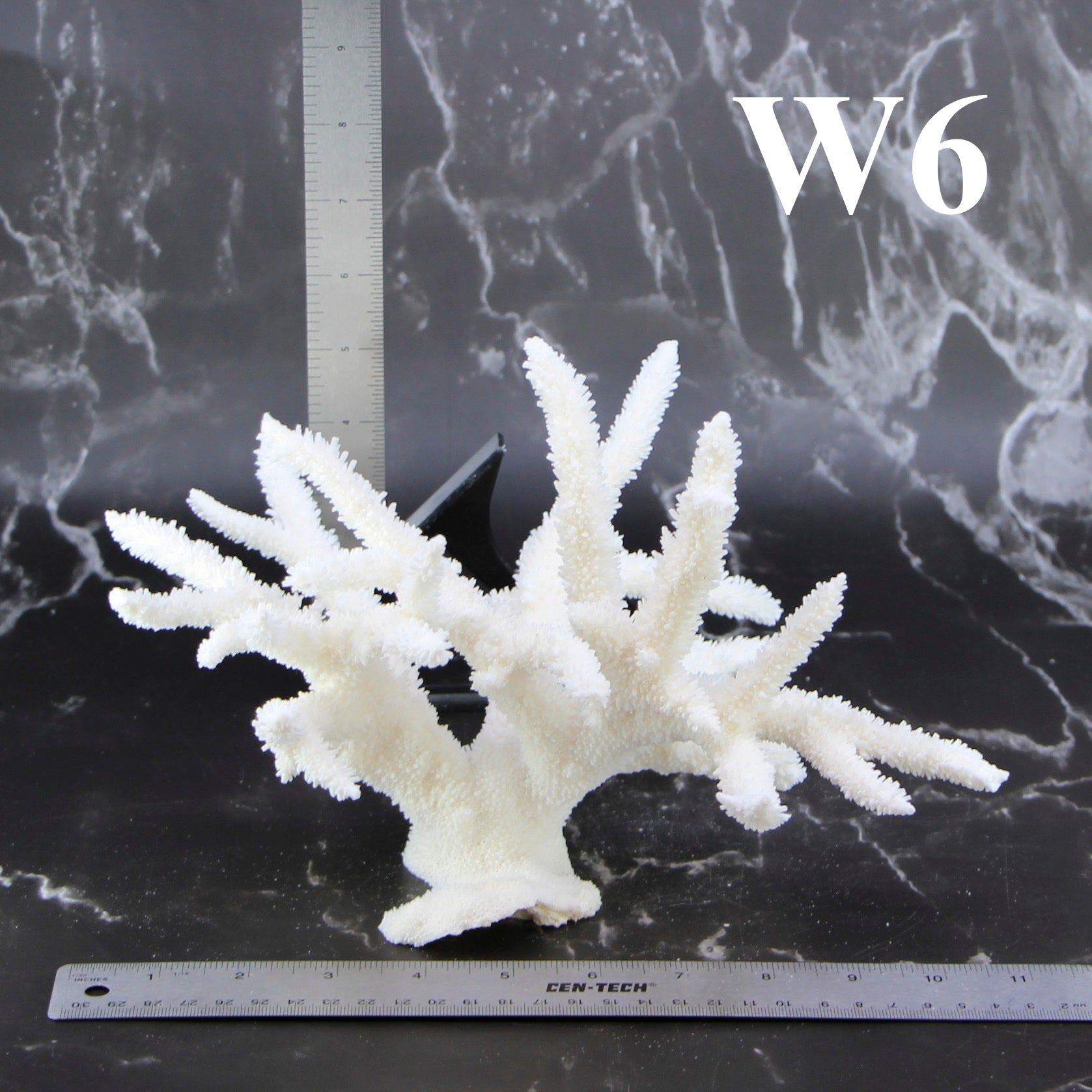 Staghorn Coral 10-12"