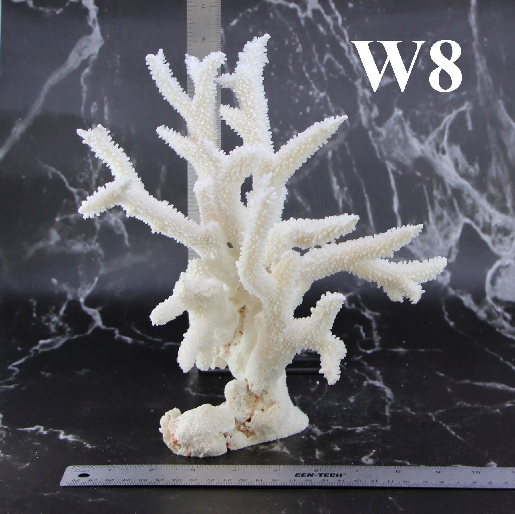 Staghorn Coral 10-12"
