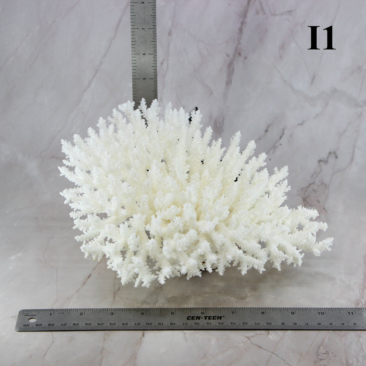 Table Coral 10-12"