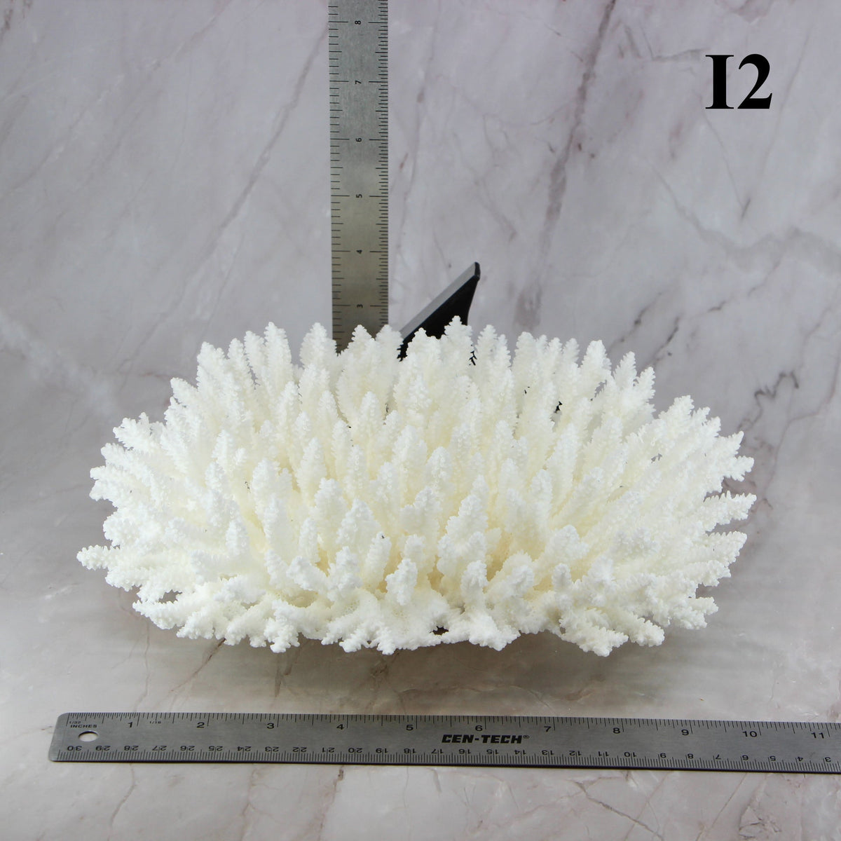 Table Coral 10-12"
