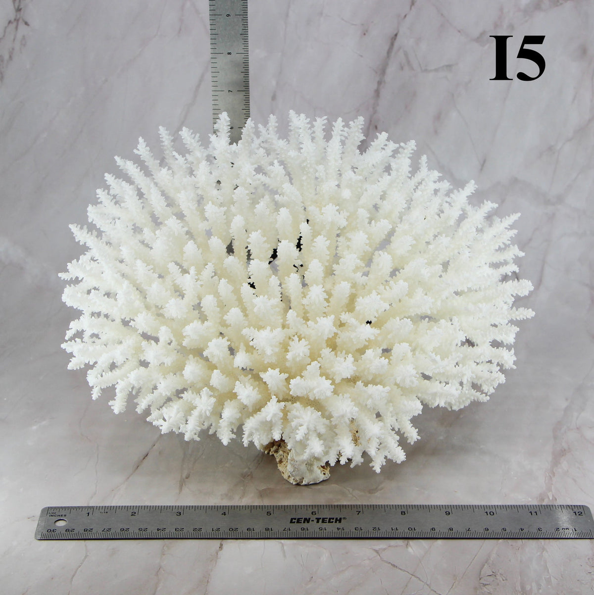 Table Coral 10-12"