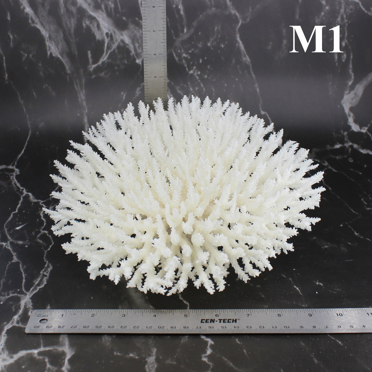 Table Coral 10-12"