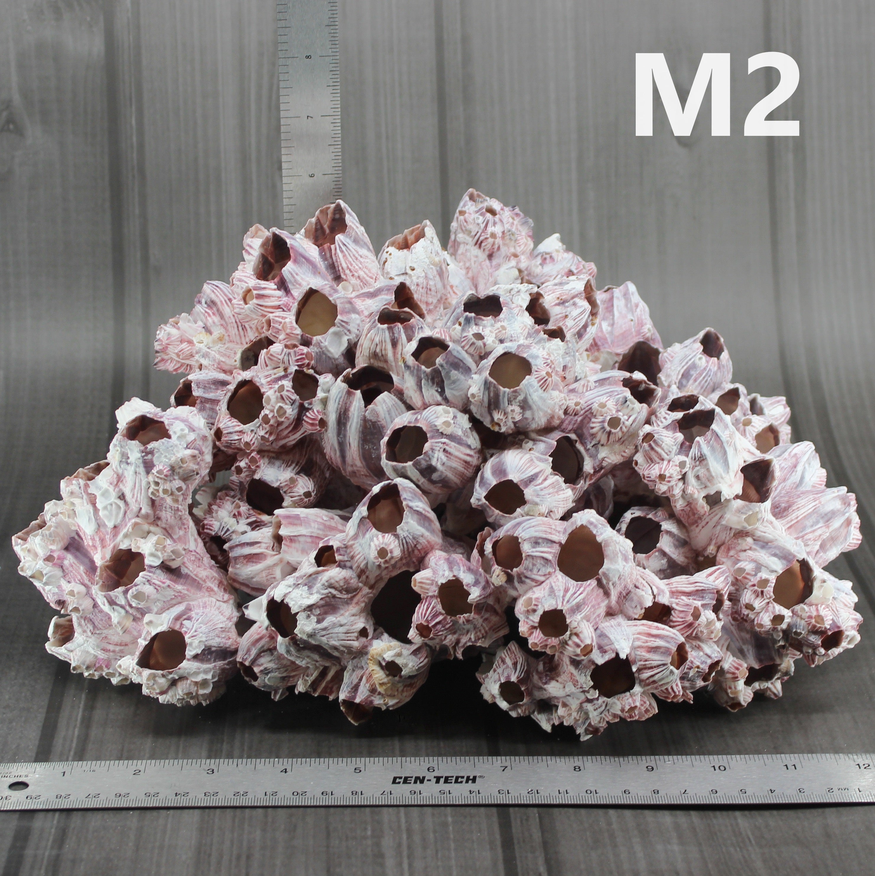 Barnacles 12-15"