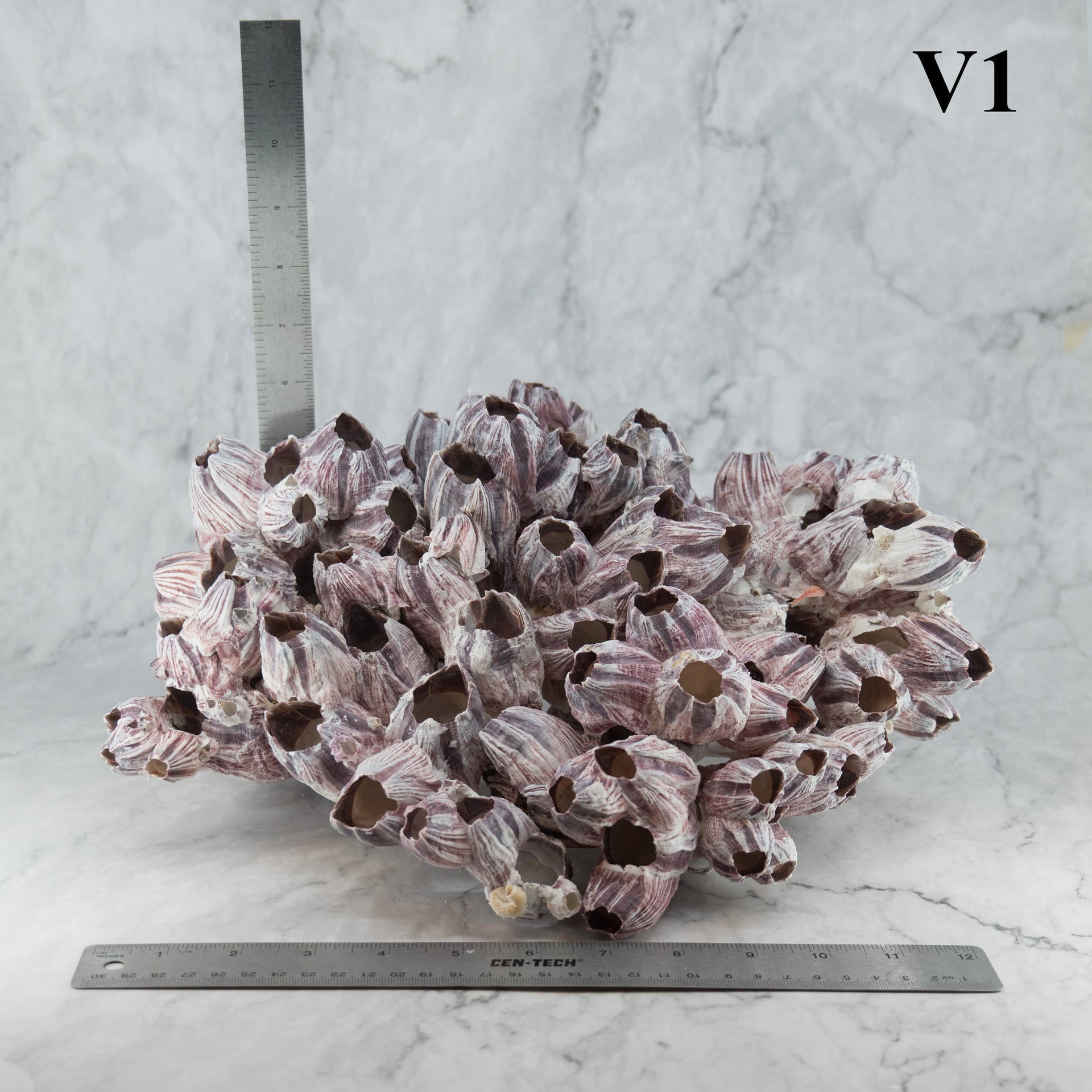 Percebes de 12 a 15 pulgadas
