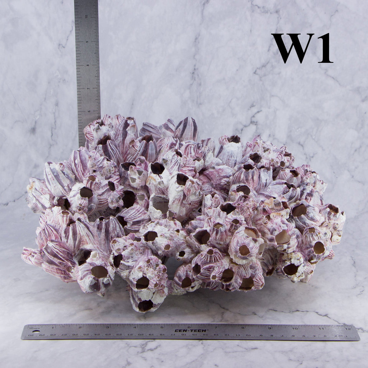 Barnacles 12-14"