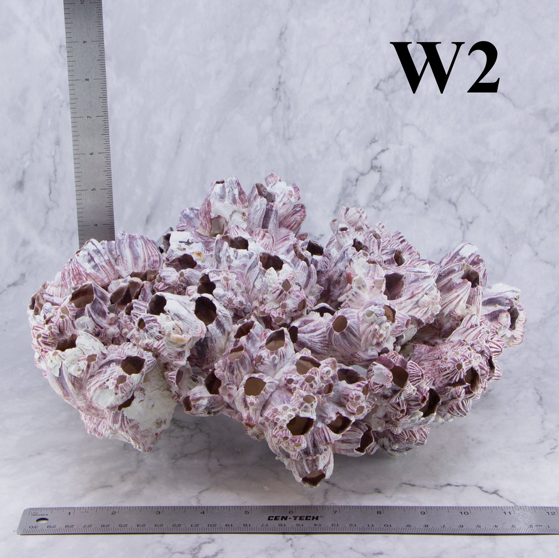 Percebes de 12 a 15 pulgadas