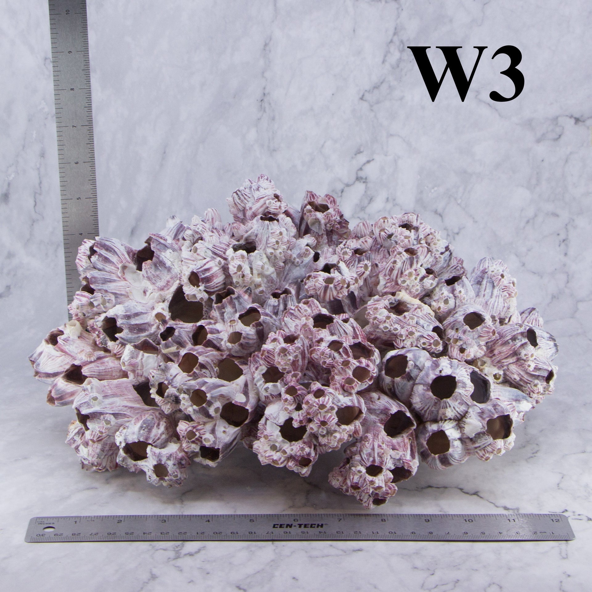 Percebes de 12 a 15 pulgadas