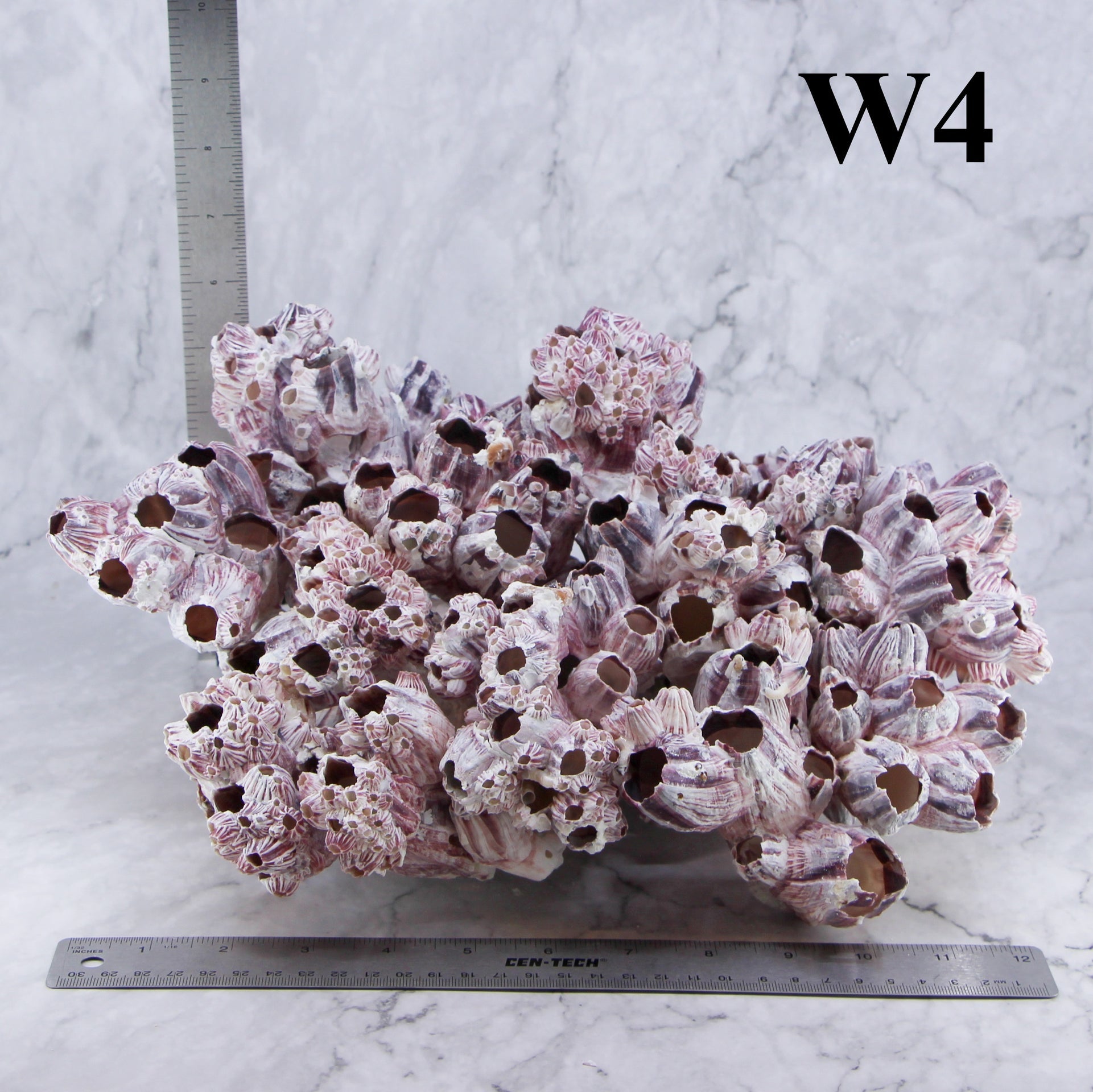Percebes de 12 a 15 pulgadas